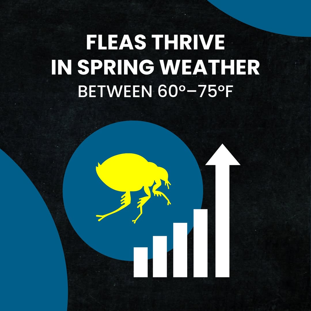 Seresto Small Dog Flea and Tick Collar – 8-Month Protection for Dogs Under 18 lbs